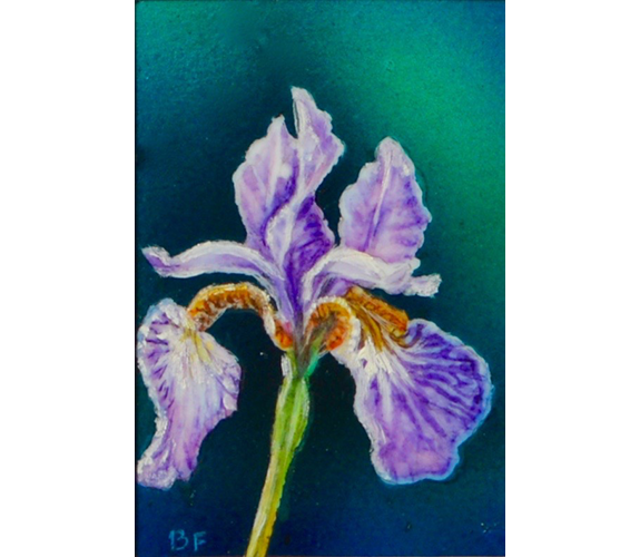 "Iris" - Beverly Fotheringham